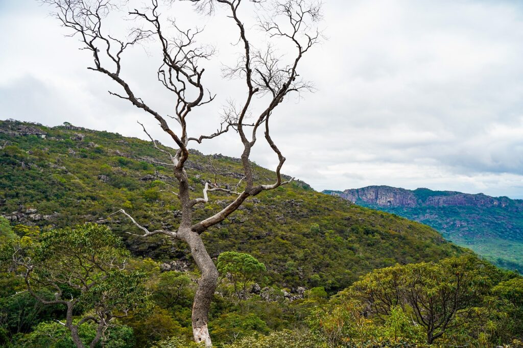 Geologo Andrea Scalbi | mount tree nature 4818815